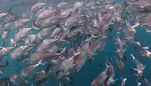 Playing at the Sea