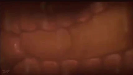 Creampie Animation