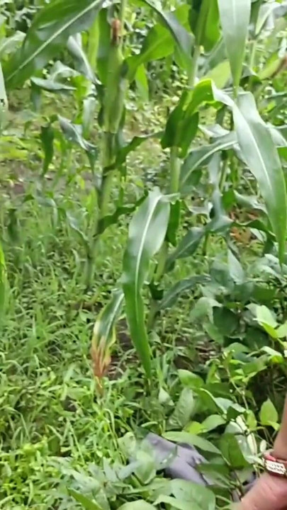 desi ladki ko jungle mein lagakar chudai ki Village girl Fucks Outside Desi Local Village Outdoor girl sex Indian Village Girl in Jungle Sex | Clip 1