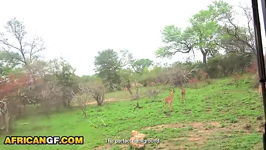 Große natürliche titten, ebenholz-freundin lutscht großen weißen schwanz pOV-nahaufnahme