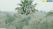 Pratonton Video