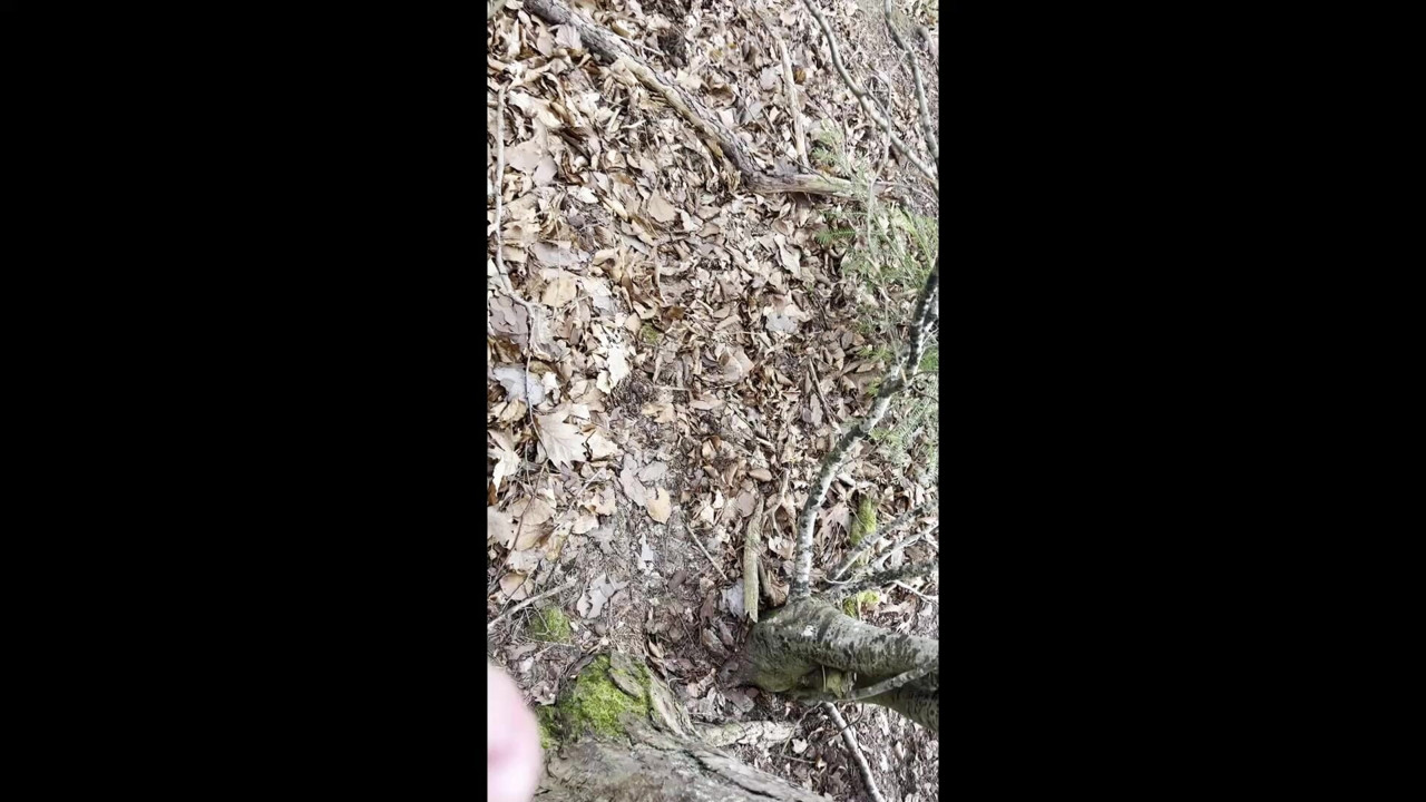 Banging in the forest
