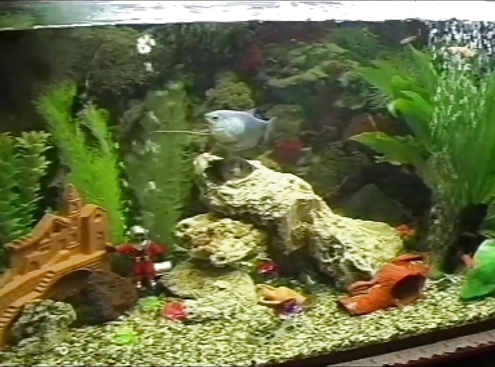 At sutte og svigte trans