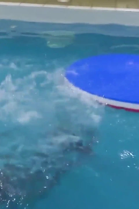 俘虏美人鱼在游泳池里挑逗你