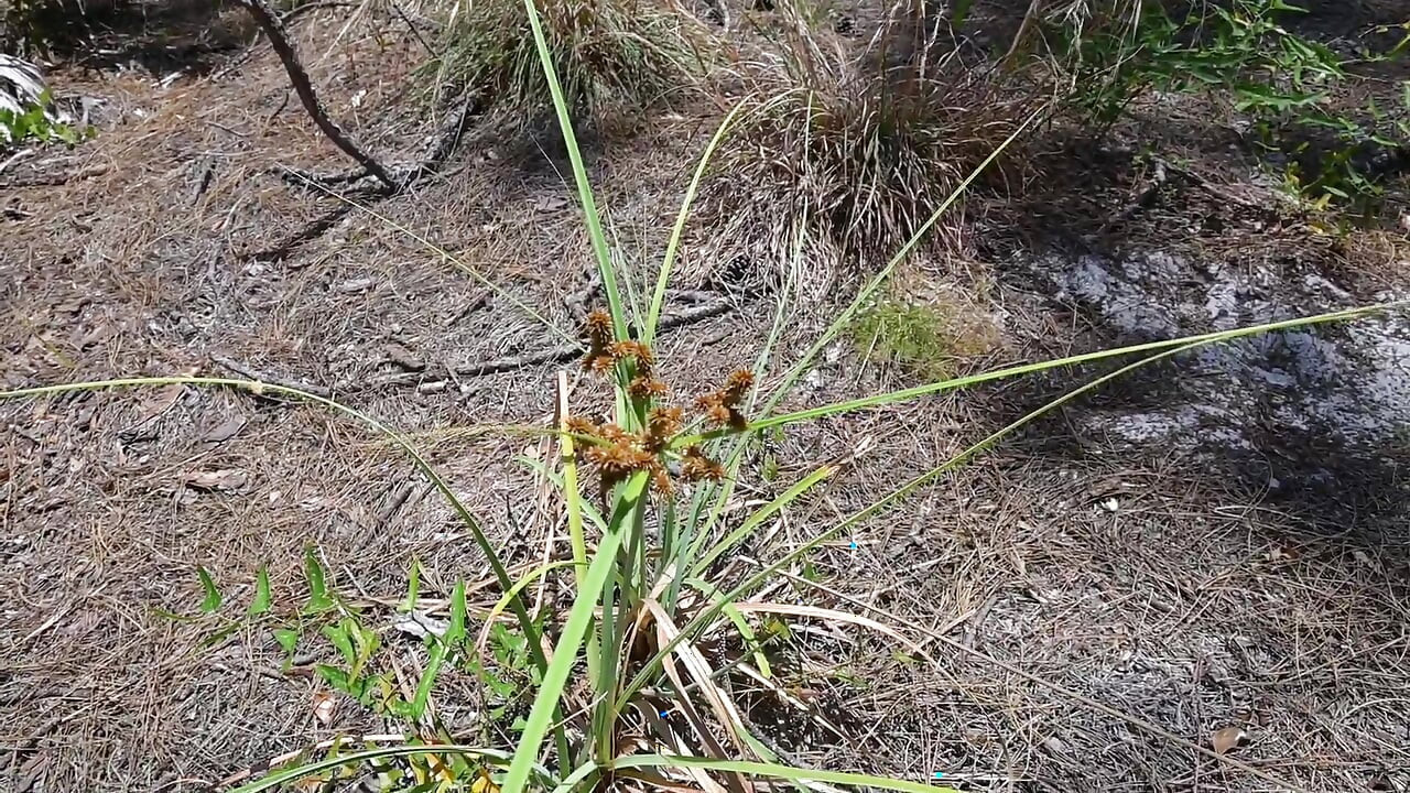 Bts Naturspaziergang und Masturbation auf dem Trail