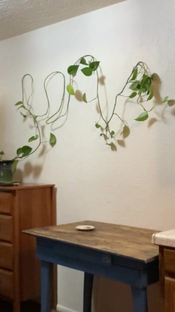 Jaw-dropping moment from "All Natural Goddess Plays Around with Her Pothos (nudge nudge wink wink)"