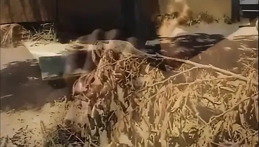Pasangan kekasih mesum dan bejat