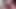 Amateur bbw sucking cock