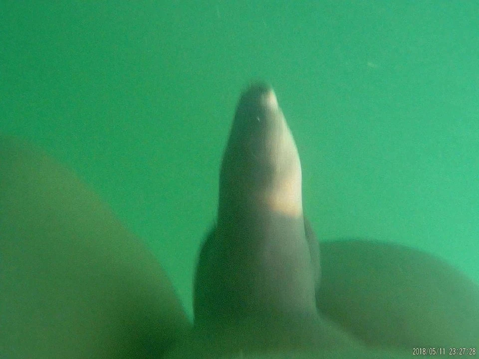 Beim Schwimmen