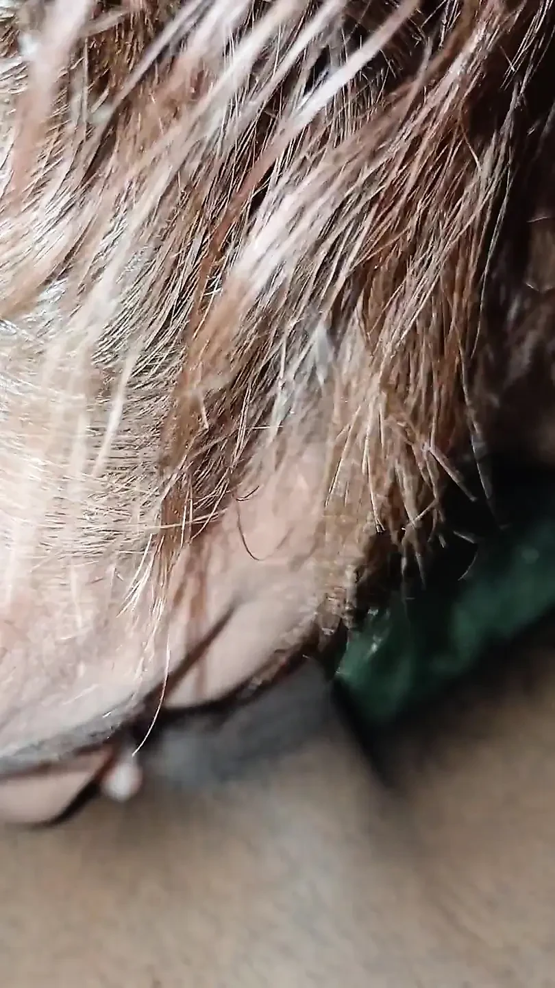 Testing a Young Cock