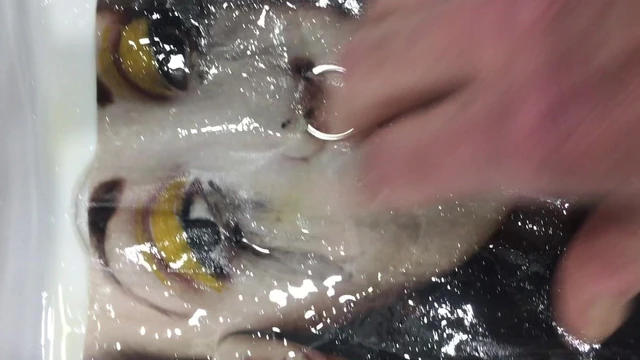cumtribute to a pierced Emo Goth Whore