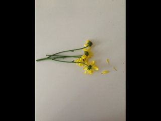 Flores para Lee Guerreiro, leve 3