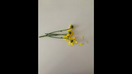 Flores para Lee Guerreiro, leve 3