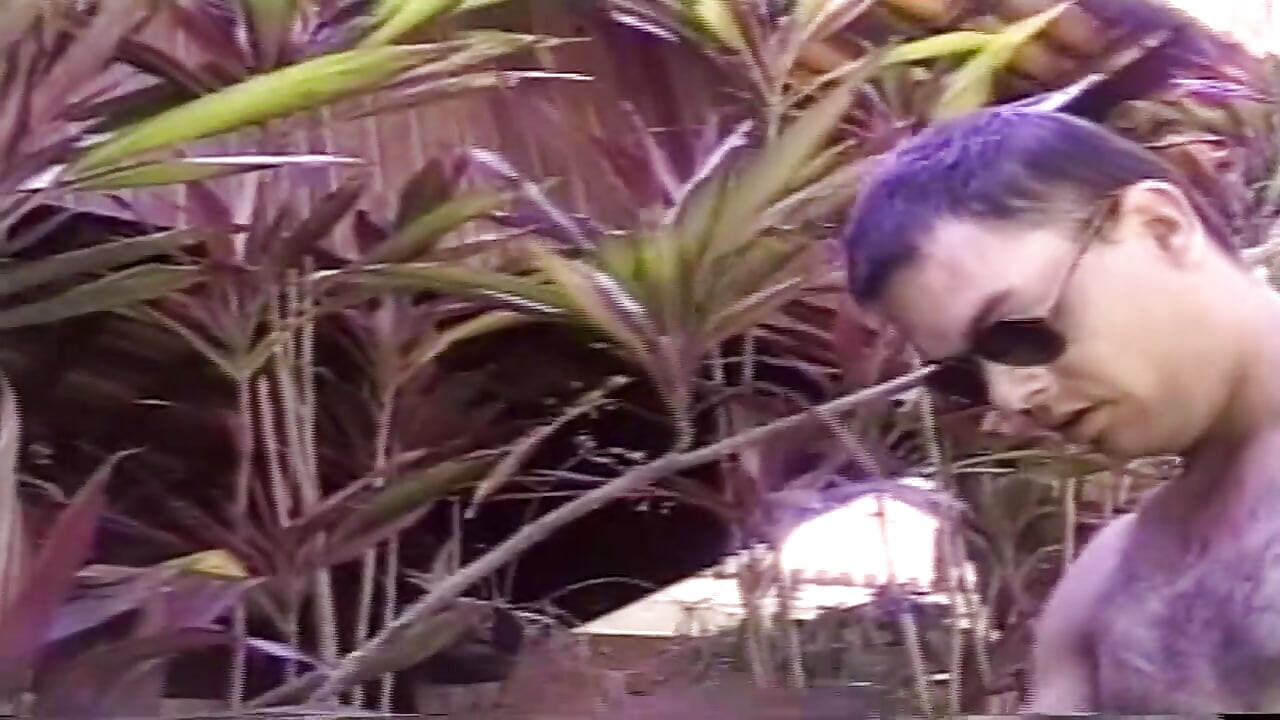 Shemale Heart Throbs