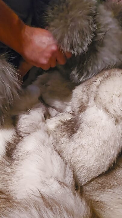 Fox fur mittens masterbation furry coat cum
