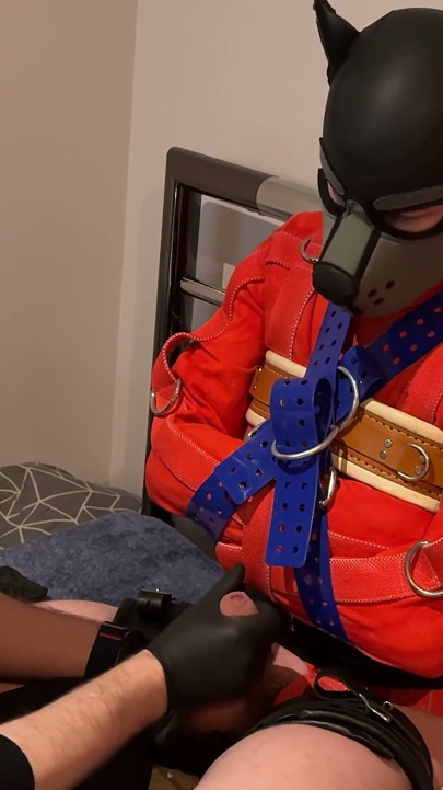 Pup Straitjacketed and Edged