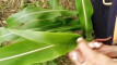 Pratinjau video
