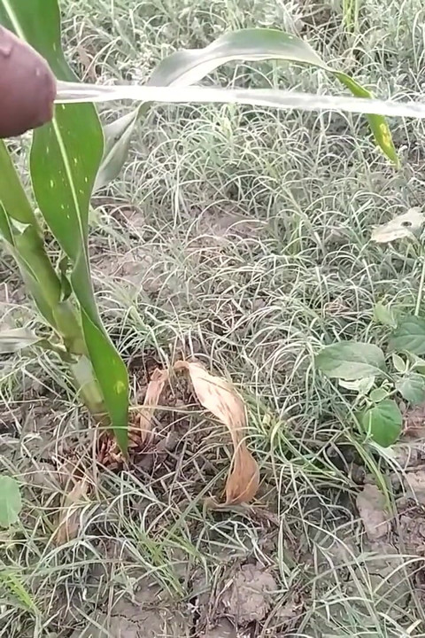 Băiat indian se pișă dimineața