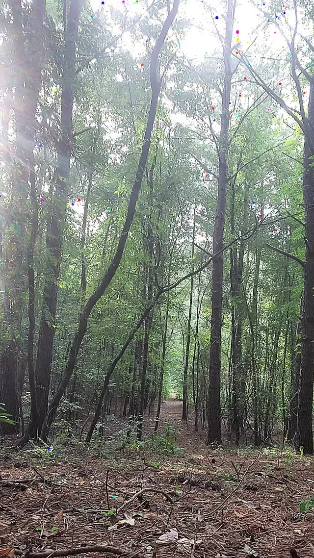 Another walk in the woods