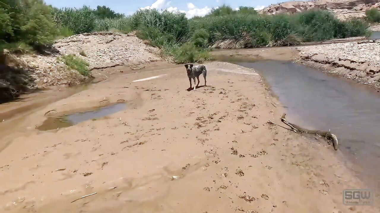 Sparks Go Wild Playing in the Mud