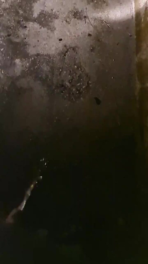 Italian pig pissing in truck parking