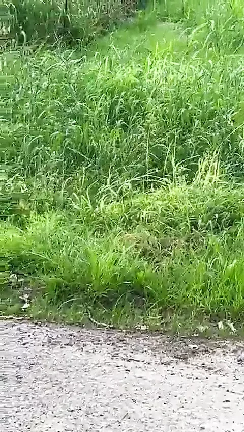 Гола на гоночному велосипеді