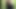 Uncut pissing in the forest on a hiking trail