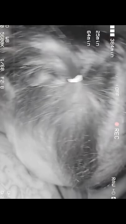 लंड चुसाई संकलन