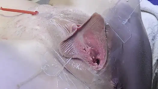 3 Yalayan Vagina, Çok Yakın Olmayan Yerlerde