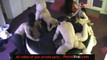 Pregled videozapisa