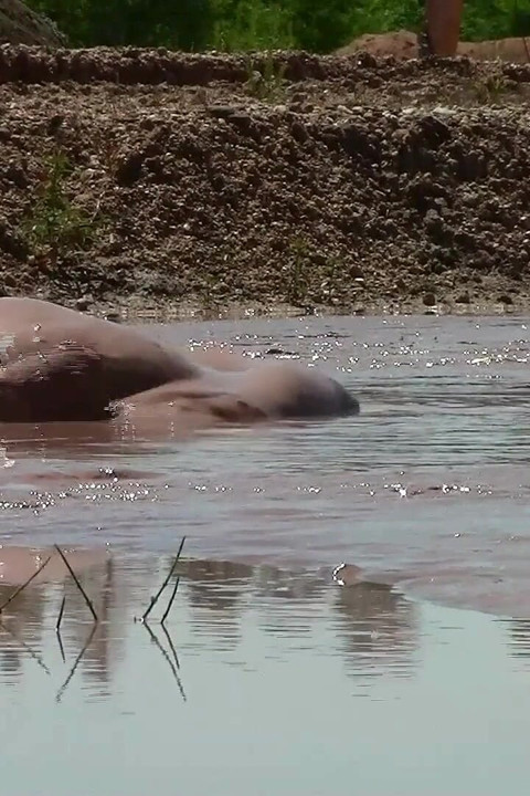 Deep, Creamy Brown Mud Bath in a Sand Pit