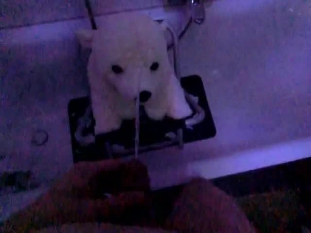 ice bear plush piss slowmotion 120fps