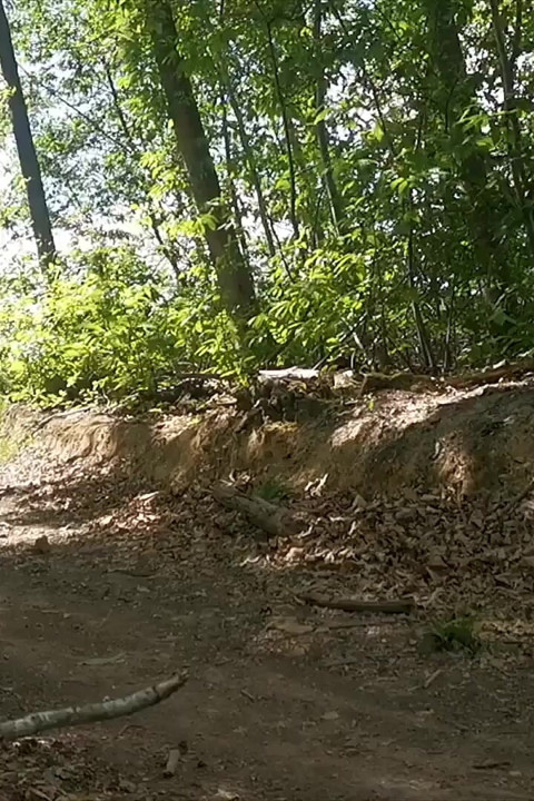 Bike in Forest