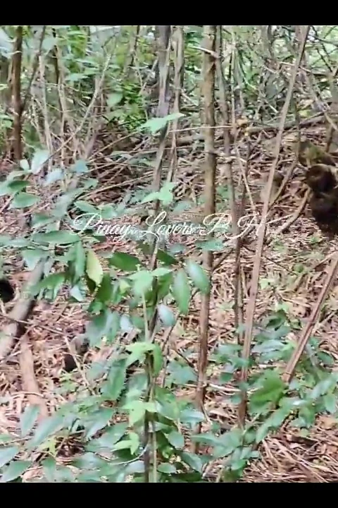 Pinay Stepsister Fucks Stepbrother's Penis in the Forest