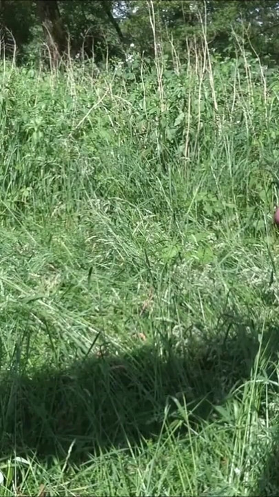 Kompilacija svršavanja, seksi vruća trans sperma | Isječak 1