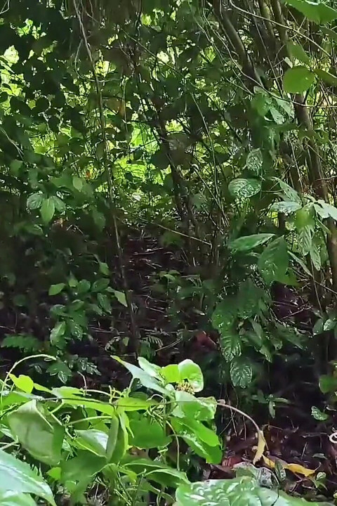 Out in the Forest Fucking
