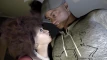 Video pregled
