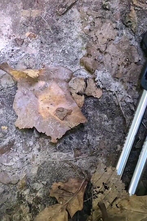Dumb Brunette Broke Her Bike in the Woods & Pay with Her Pussy for the Repair! Doggystyle Fuck