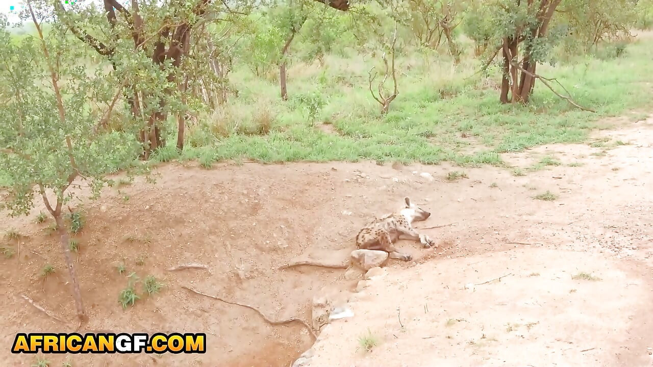 My cute EBONY safari guide took me away from the group & begged me to fuck her pussy ROUGH