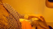 Pratinjau video