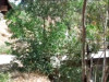 Pratinjau video
