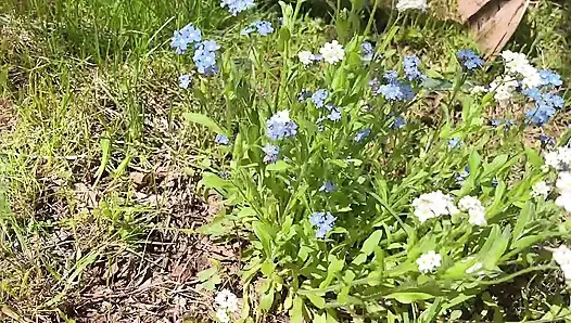 Piss-muschi zur pflege, blume