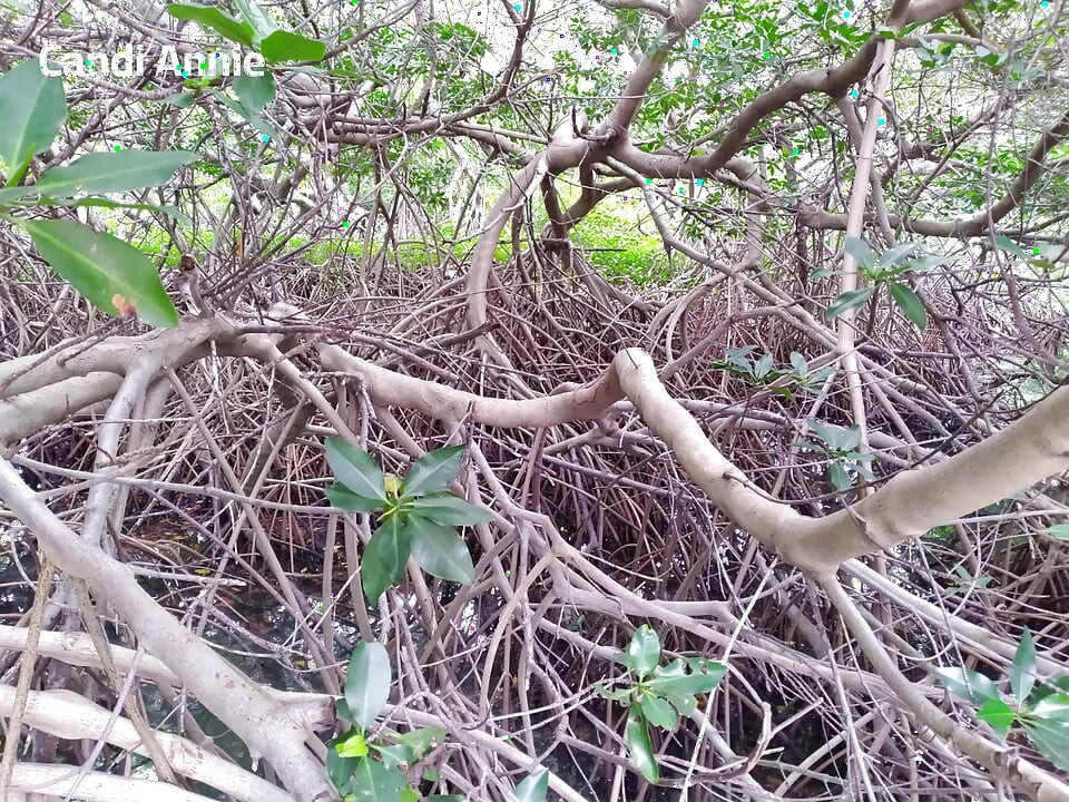 Caribbean Cruise with Sexy GILF MILF Candi Annie