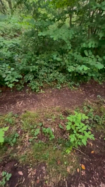 Teenager running along a forest path | Clip 1