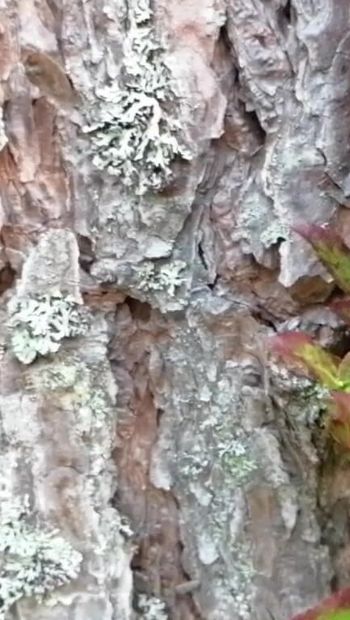 Borówka z kremowym facetem na berry w lesie