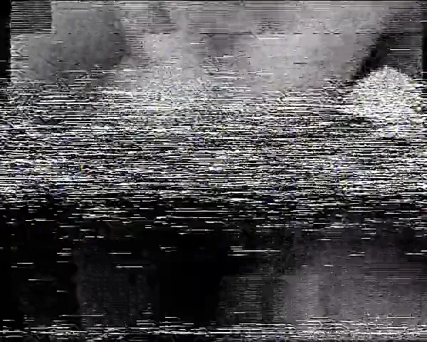 Anal - Bison Video 1996