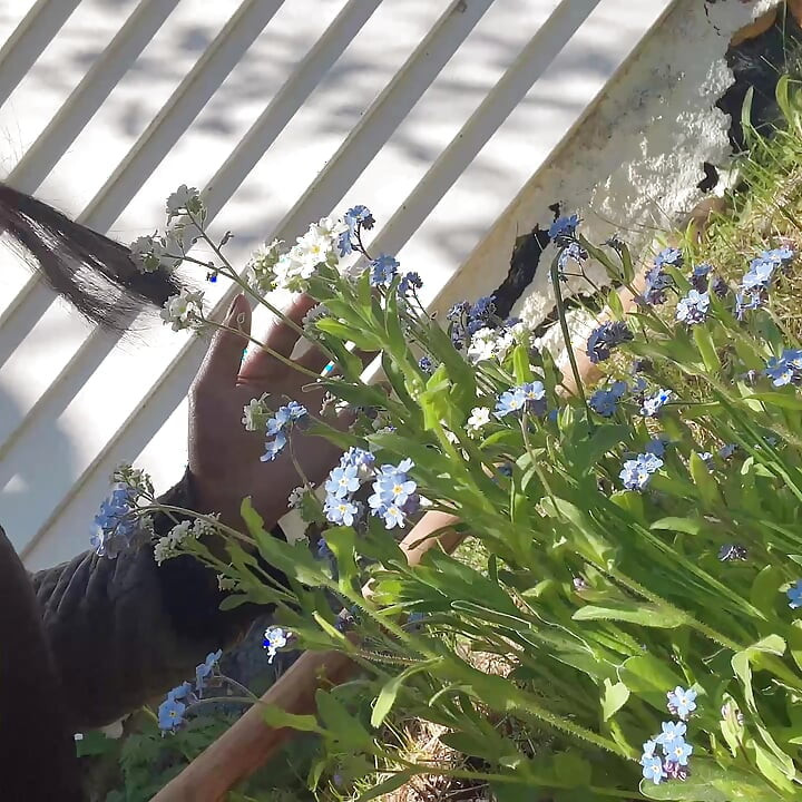 为了照顾花树而撒尿