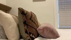 शेव किया हुआ रसदार सुनहरे बालों वाली बिल्ली