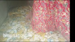 Pratinjau video