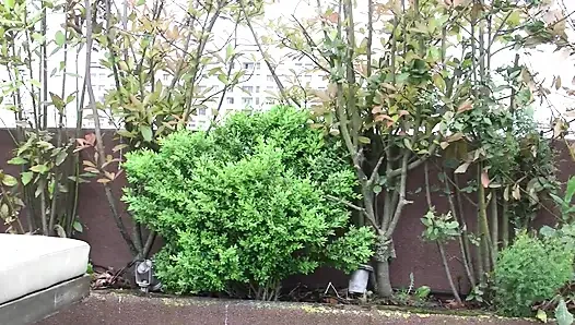 Рождественская жажда в саду, факты членов